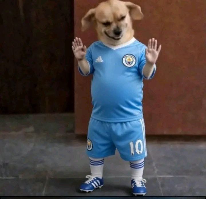 a dog in a blue shirt and white socks